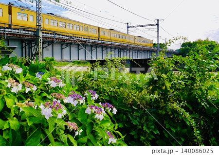 鉄橋を走る電車とそばに咲いた紫陽花 140086025