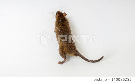 House rat isolated on white background as hantavirus carrier, macro photography of common brown rat mouse transmitting dangerous virus disease House rat isolated on white background as hantavirus carrier, macro photography of common brown rat mouse transmitting dangerous virus disease 140086253