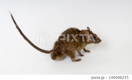 House rat isolated on white background as hantavirus carrier, macro photography of common brown rat mouse transmitting dangerous virus disease House rat isolated on white background as hantavirus carrier, macro photography of common brown rat mouse transmitting dangerous virus disease 140086255