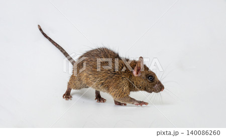 House rat isolated on white background as hantavirus carrier, macro photography of common brown rat mouse transmitting dangerous virus disease House rat isolated on white background as hantavirus carrier, macro photography of common brown rat mouse transmitting dangerous virus disease 140086260
