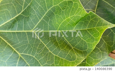 Close up of the texture of the leaves of the Jatropha curcas. Close up of the texture of the leaves of the Jatropha curcas. 140086390