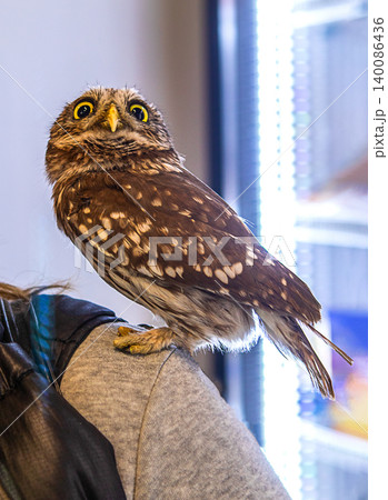 Small brown owl perched on a person's shoulder in a bright indoor setting Small brown owl perched on a person's shoulder in a bright indoor setting 140086436