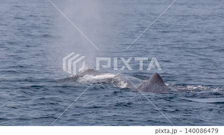 羅臼沖で潮吹きをするマッコウクジラ 140086479