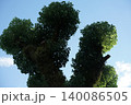 青空に伸びる木 140086505