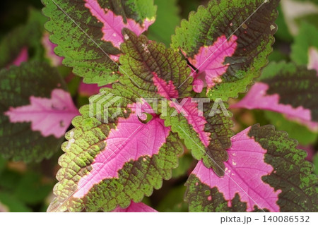 Coleus Plant Colorful Leaves Garden Foliage Close Up Coleus Plant Colorful Leaves Garden Foliage Close Up 140086532