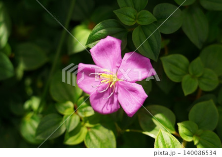 Showy Medinilla Flower Close Up Blooming Plant Showy Medinilla Flower Close Up Blooming Plant 140086534