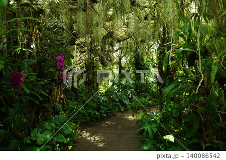 Lush Tropical Rainforest with Orchids and a Sloth 140086542