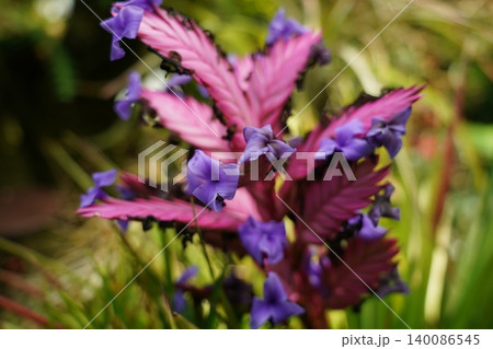Blooming Pink Quill Plant With Purple Flowers Nature 140086545