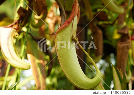 Tropical Pitcher Plant Nepenthes Nature Photography Tropical Pitcher Plant Nepenthes Nature Photography 140086556