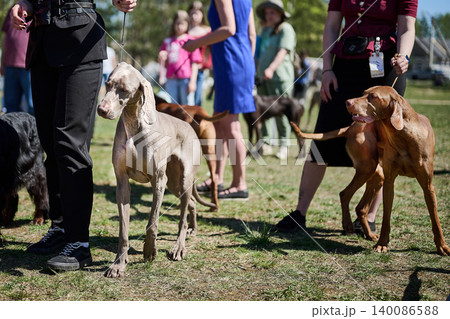 People gather in a lively park to celebrate their beloved dogs at a dog show. Proud owners showcase their furry friends while judges observe with keen interest 140086588