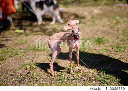 An Italian Greyhound stands poised in a sunny garden, showcasing its sleek fur and playful spirit, as other dogs frolic nearby during a joyful spring event 140086589