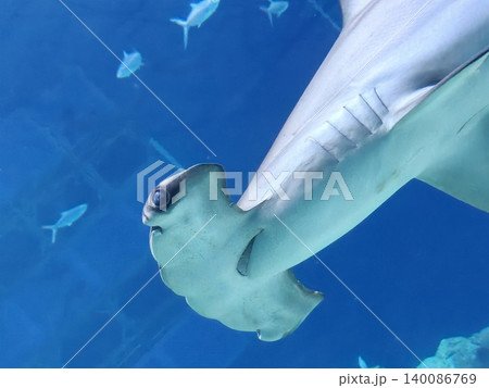 Hammerhead Shark Close-Up Swimming in Blue Aquarium Hammerhead Shark Close-Up Swimming in Blue Aquarium 140086769