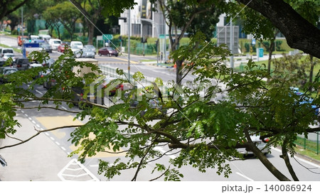 Bird on a branch overlooking street traffic in Singapore Bird on a branch overlooking street traffic in Singapore 140086924