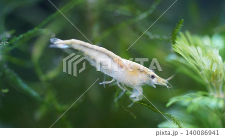 Ghost Shrimp Portrait Aquatic Life Green Background 140086941