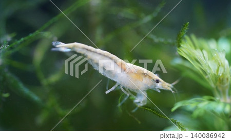 Close up of Ghost Shrimp in Aquarium Setting Close up of Ghost Shrimp in Aquarium Setting 140086942