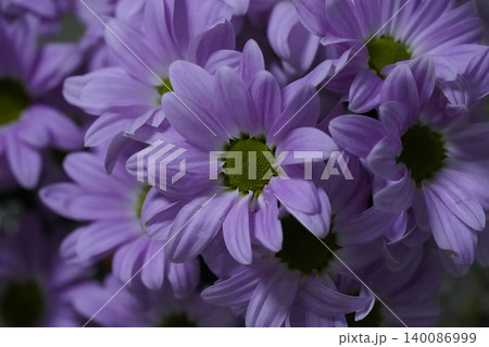Purple Chrysanthemums Floral Display Beautiful Close Up 140086999