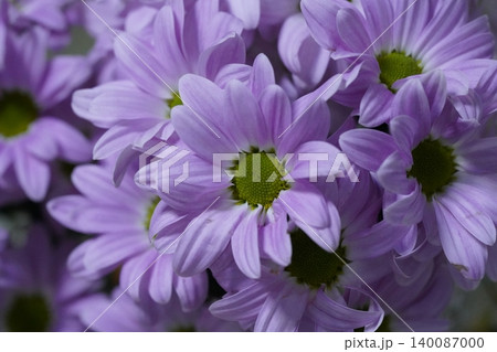 Close up of Purple Chrysanthemum Flowers 140087000