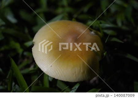 Mushroom Macro Shot with Green Grass Background Mushroom Macro Shot with Green Grass Background 140087009