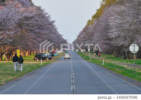 しずない桜まつり 140087096