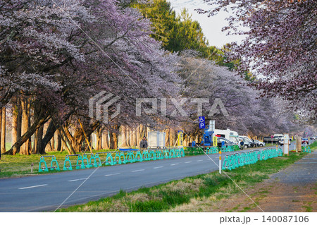 しずない桜まつり 140087106