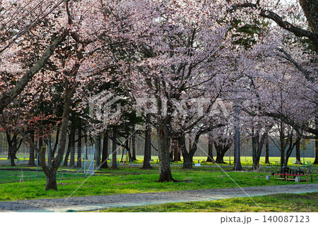 しずない桜まつり 140087123