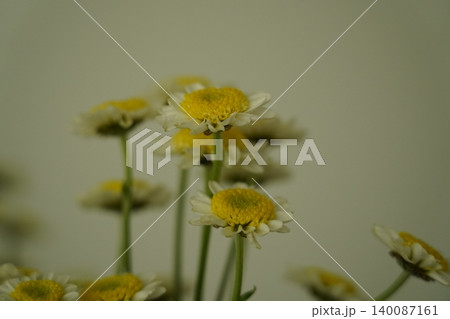 Beautiful Daisies in Bloom Close Up View Beautiful Daisies in Bloom Close Up View 140087161