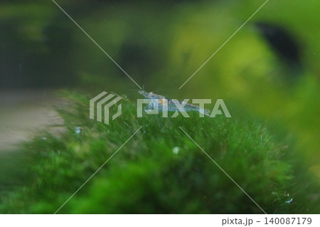 Ghost Shrimp on Greenery in Aquarium Setting Ghost Shrimp on Greenery in Aquarium Setting 140087179