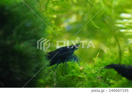 Aquarium Shrimp Close Up with Vibrant Greenery Aquarium Shrimp Close Up with Vibrant Greenery 140087195