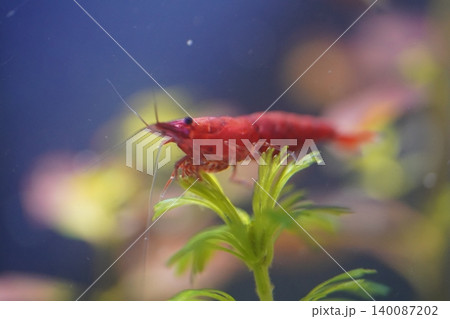 Red Cherry Shrimp Neocaridina davidi Aquarium Life 140087202