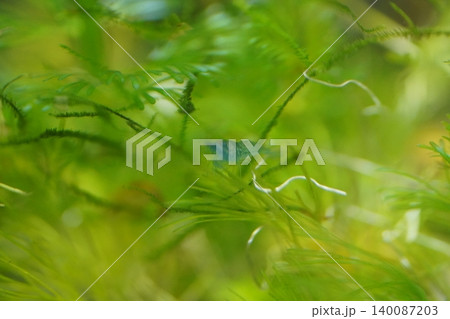 Aquatic Blue Shrimp Amidst Greenery Underwater Scene Aquatic Blue Shrimp Amidst Greenery Underwater Scene 140087203