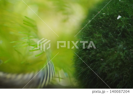 Aquatic Plants and Zebrafish in Fresh Water Aquarium Aquatic Plants and Zebrafish in Fresh Water Aquarium 140087204