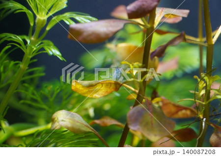 Aquatic Plants and Shrimp in Freshwater Aquarium Aquatic Plants and Shrimp in Freshwater Aquarium 140087208