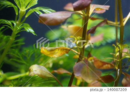 Aquatic Shrimp in Freshwater Aquarium with Green Plants Aquatic Shrimp in Freshwater Aquarium with Green Plants 140087209