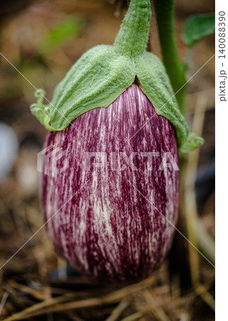 Close-up Eggplant plant 140088390