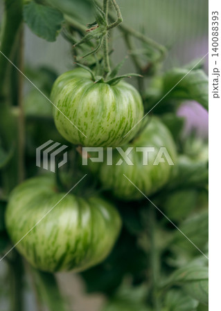 bunch of natural tomatoes 140088393