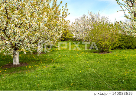 Spring orchard with white blossom trees, green grass and peaceful sunny landscape Spring orchard with white blossom trees, green grass and peaceful sunny landscape 140088619