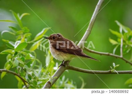 Young grey flycatcher (Muscicapa striata) perches calmly on slender branch Young grey flycatcher (Muscicapa striata) perches calmly on slender branch 140088692