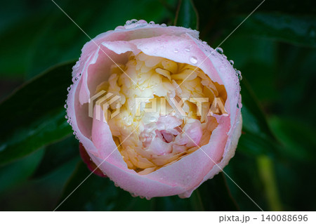 A lush pink peony bud in raindrops A lush pink peony bud in raindrops 140088696