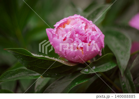 A soft pink peony bush in the garden A soft pink peony bush in the garden 140088885