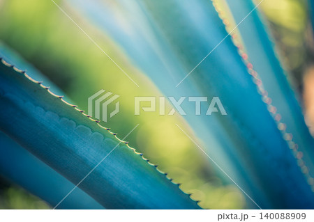 Gorgeous spike exotic flower macro closeup sunrise soft pastel green blue tones dreamy serene nature botanical beauty bloom tranquil morning light delicate fragrant artistic cool toned spiritual 140088909