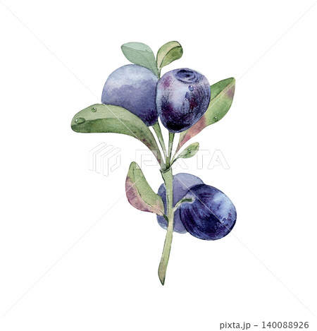Blueberry plant with dew drops watercolor illustration isolated on white. Fresh bilberry branch with green leaf and purple fruit hand drawn. Botanical painting for health food design packaging. Blueberry plant with dew drops watercolor illustration isolated on white. Fresh bilberry branch with green leaf and purple fruit hand drawn. Botanical painting for health food design packaging. 140088926