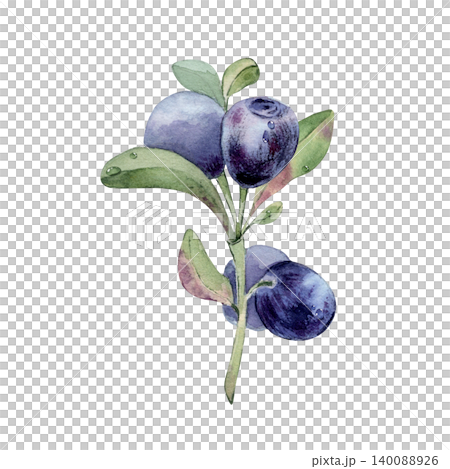 Blueberry plant with dew drops watercolor illustration isolated on white. Fresh bilberry branch with green leaf and purple fruit hand drawn. Botanical painting for health food design packaging. Blueberry plant with dew drops watercolor illustration isolated on white. Fresh bilberry branch with green leaf and purple fruit hand drawn. Botanical painting for health food design packaging. 140088926