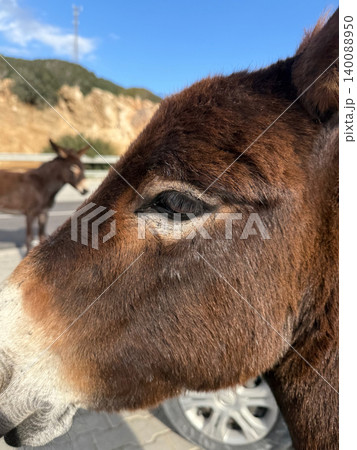 Profile close up view of a friendly donkey. Feeding wild animals during family travel road trip excursion in Cyprus details Profile close up view of a friendly donkey. Feeding wild animals during family travel road trip excursion in Cyprus details 140088950