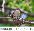 枝に止まる鳥 140089019