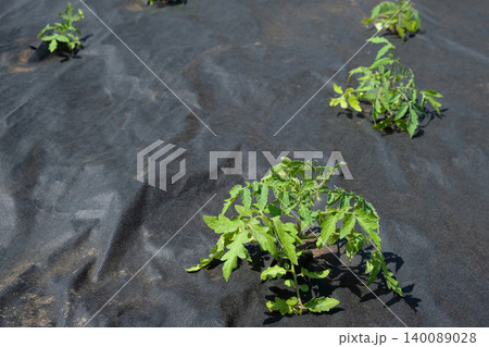 Black agrotank with tomato seedlings: sustainable soil mulching and weed control 140089028
