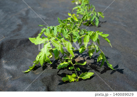 Black agrotank with tomato seedlings: sustainable soil mulching and weed control 140089029