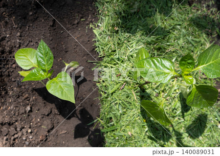 Mulching topsoil on pepper vegetable bed with mowed grass for biohumus production. Prevents soil erosion 140089031