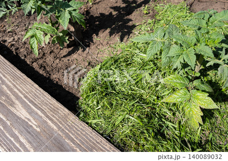Mulching topsoil on tomato vegetable bed with mowed grass for biohumus production. Prevents soil erosion Mulching topsoil on tomato vegetable bed with mowed grass for biohumus production. Prevents soil erosion 140089032