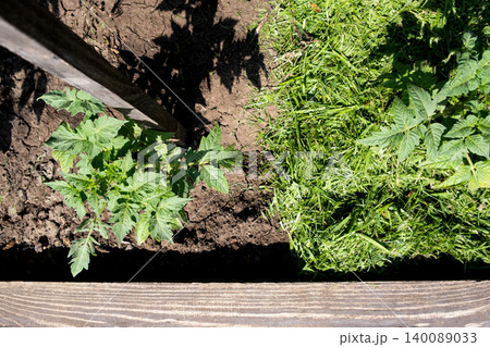Mulching topsoil on tomato vegetable bed with mowed grass for biohumus production. Prevents soil erosion 140089033