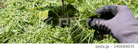 Mulching topsoil on eggplant vegetable bed with mowed grass for biohumus production. Prevents soil erosion, banner 140089035